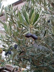 Olivenöl - gesund, besonders gesund? EssPunkt-richtig.de