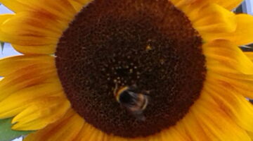 Sommerlaune mit puren Genüssen