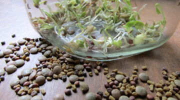 Sprossen toppen Ernährung