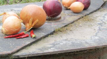 Zwiebelei bei EssPunkt-richtig.de