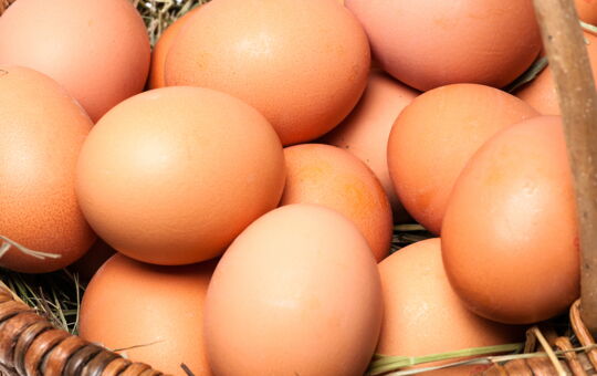 Baustoff Eiweiß bei deiner Ernährung