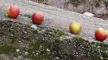 An Apple a day keeps the doctor away... der gesunde Snack