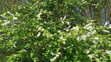 Frühling, Bewusstsein